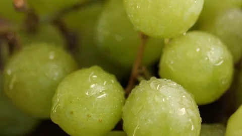 Green grapes pan left to right Stock Footage 102182838