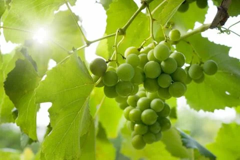 Green grapes Фото