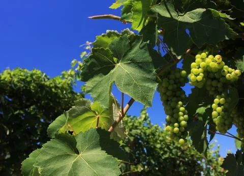 Green grapes Photos