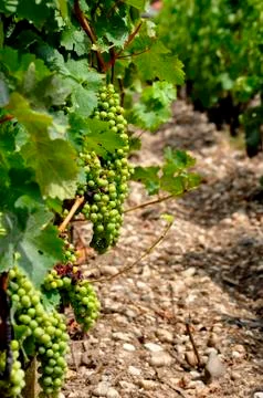 Green Grapes Stock-Fotos