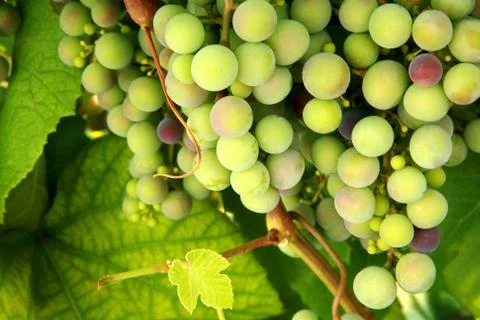 Green grapes Stock Photos