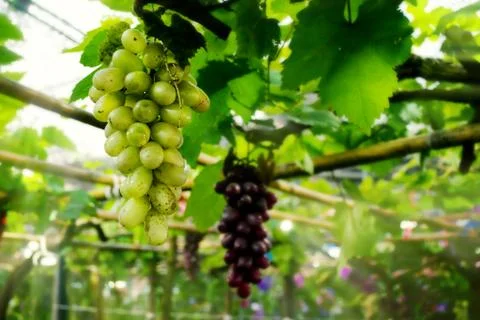 Green grapes Foto stock