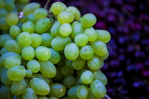Green grapes Stock Photos
