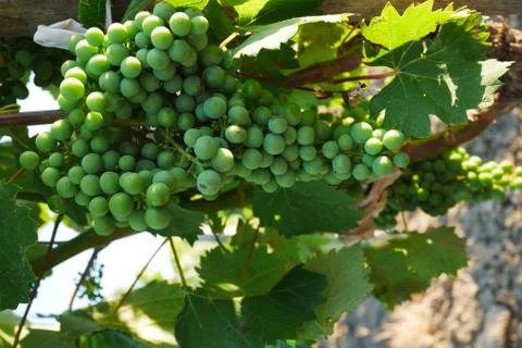Green Grapes Fotos Stock