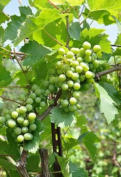 Green grapes Stock Photos