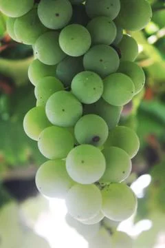 Green grapes Stock Photos