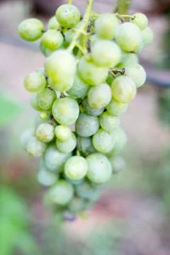 Green grapes Stock Photos