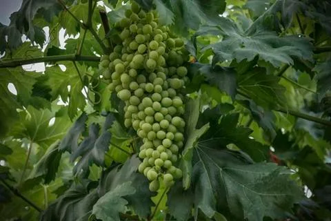 Green Grapes Stock Photos