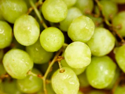 Green grapes Stock Photos