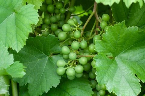 Green grapes Stock Photos