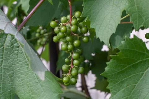 Green grapes Stock Photos