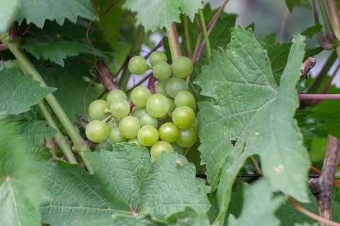 Green grapes Stock Photos