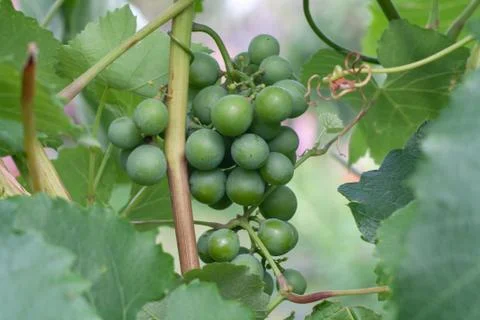 Green grapes Stock Photos