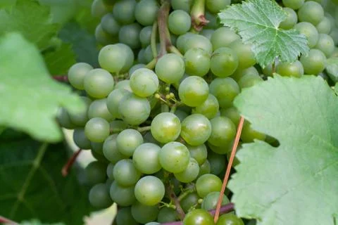 Green grapes Stock Photos