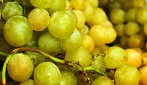 Green grapes. Foto stock