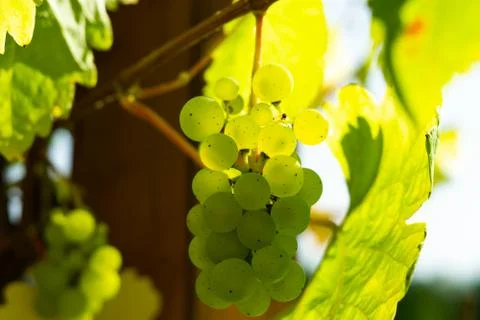 Green grapes Stock Photos