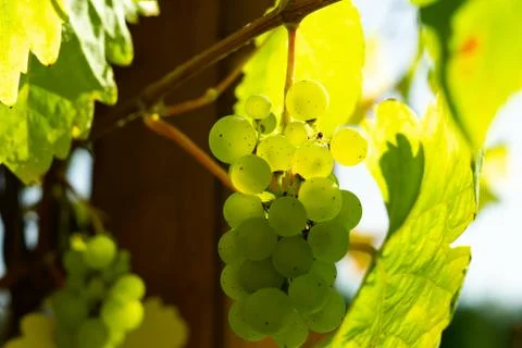 Green grapes Stock Photos