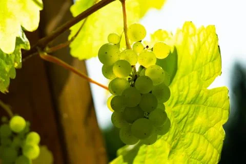 Green grapes Stock Photos
