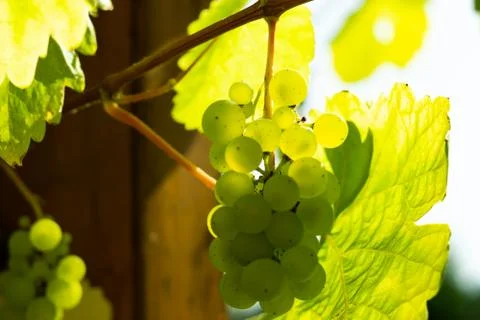 Green grapes Stock Photos