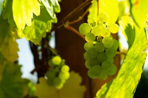 Green grapes Stock Photos