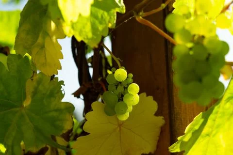 Green grapes Stock Photos