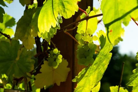 Green grapes Stock Photos