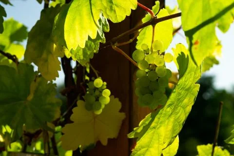 Green grapes Stock Photos
