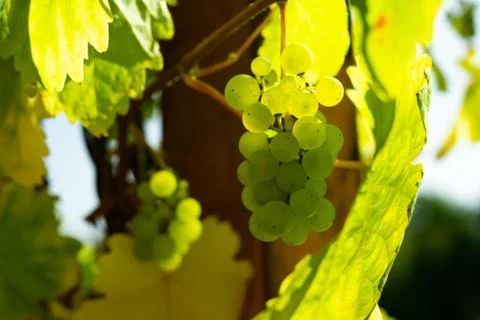Green grapes Stock Photos