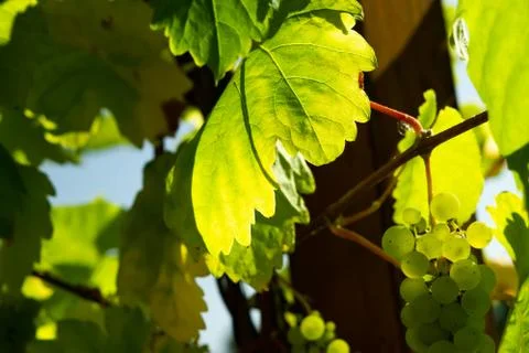 Green grapes Stock Photos
