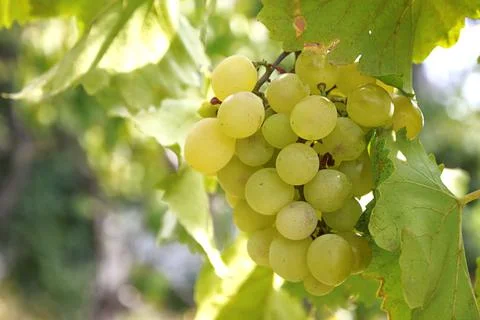 Green grapes Stock Photos