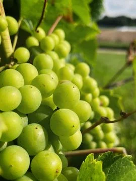 Green grapes Stock Photos