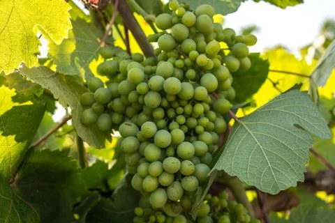 Green grapes Foto stock