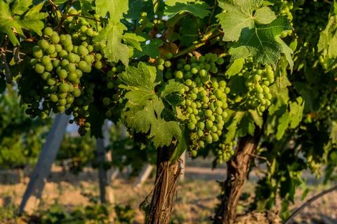 Green grapes Stock Photos