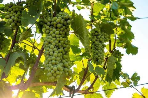Green grapes Stock Photos