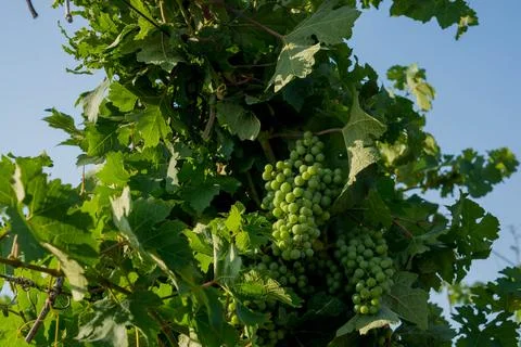 Green grapes Stock Photos