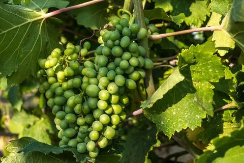 Green grapes Stock Photos