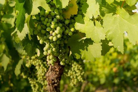 Green grapes Foto stock