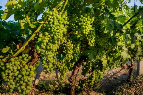 Green grapes Stock Photos