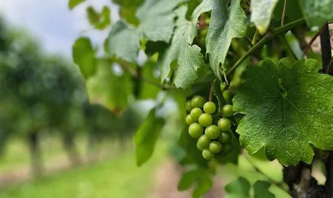 Green grapes Stock Photos
