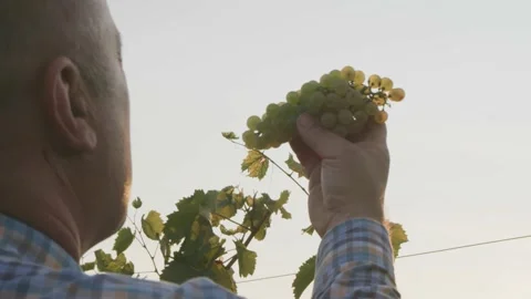 Green Grapes Picked Up by Labourer Checked in Sun Light Harvest Close up Stock Footage 140502344