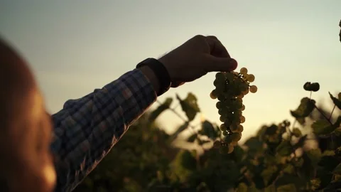 Green Grapes Picked Up by Labourer Checked in Sun Light Harvest Close up 動画素材 140502385