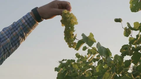 Green Grapes Picked Up by Labourer Checked in Sun Light Harvest Close up 스톡 동영상 140502395