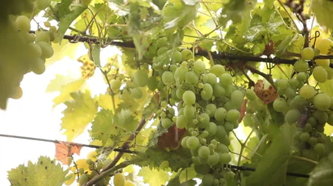 Green grapes in the rain Stock Footage 60563584
