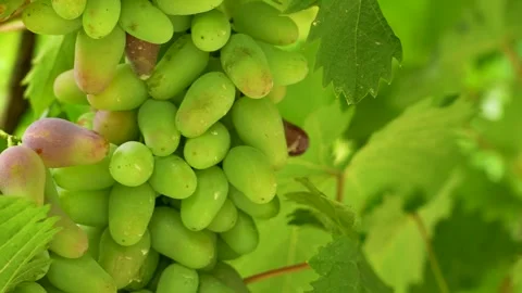 Green grapes ripening on the vine. Stock Footage 340897970
