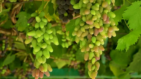Green grapes ripening on the vine. Stock Footage 340898028
