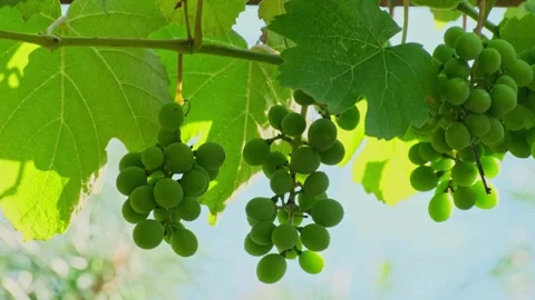 Green Grapes Ripening On Vine In Sunlight 스톡 동영상 344988973