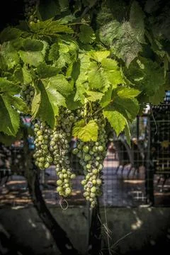 Green grapes in summer Stock Photos