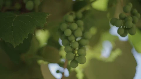 Green grapes with sun in background Stockbeeldmateriaal 89342727