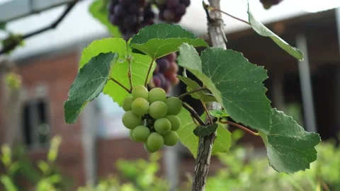 Green grapes on the tree Stock Footage 262302932