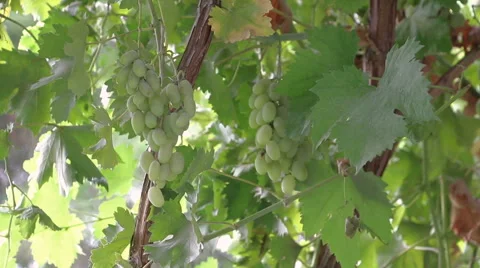 Green Grapes on Tree Hd Video Stock Footage 68103899